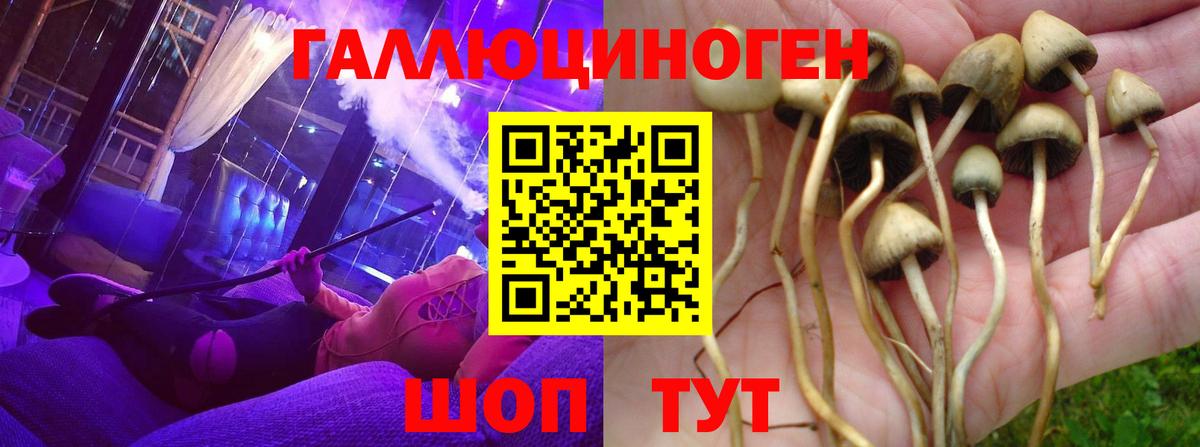 Галлюциногенные грибы Psilocybe Орск